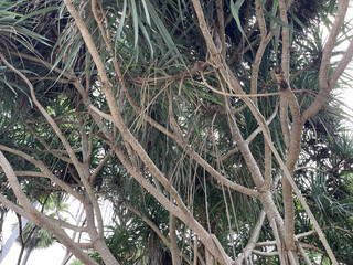 Tropical tree with leaves and branches in the garden. Nature background