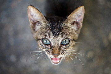 Stray kitten looking up and meowing for food