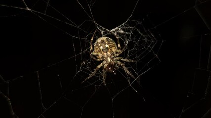 4K UHD macro video, a spider spins its intricate web against a black night background, capturing the eerie beauty of nature as the arachnid weaves with precision—an animal both scarey and fascinating.