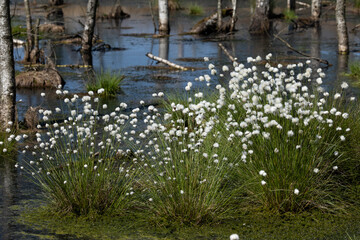 Hare's-tail cottongrass or sheathed cottonsedge (eriophorum vaginatum) growing in patches a restaurated peat bog