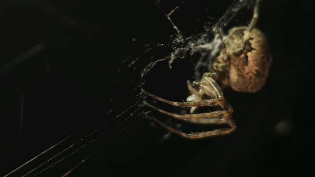 4K UHD macro video, a spider spins its intricate web against a black night background, capturing the eerie beauty of nature as the arachnid weaves with precision—an animal both scarey and fascinating.