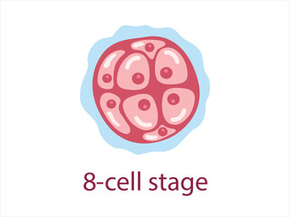 Zygote 8-cell stage. The stage of segmentation of a fertilized ovum. Human embryonic development. Vector medical illustration.	
