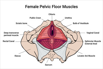 Anatomy of Female Pelvic Floor Muscles. Crotch anatomy, Weakness anatomy and reproductive system the training for constipation. Medical illustration

