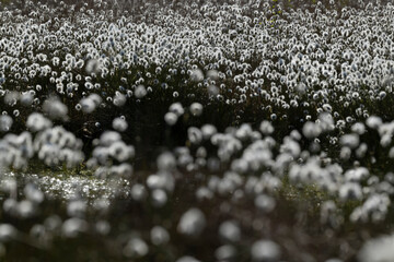 common cottongrass or common cottonsedge (eriophorum angustifolium) forming a dense white carpet in peat bog