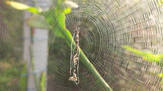 Spooky spider sits on its delicate web. danger, and the mysterious nature of this venomous arachnid&mdash;an ideal graphic for party decorations, tattoos, or holiday art celebrating October&rsquo;s eerie charm an