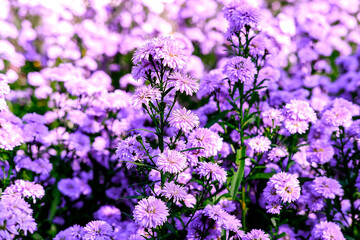 Purple marguerite daisy in a flower field background.