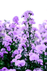 Purple marguerite daisy in a flower field background.