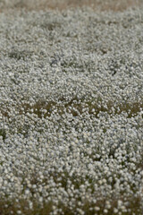 common cottongrass or common cottonsedge (eriophorum angustifolium) forming a dense white carpet in...