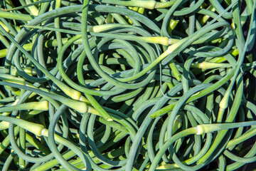 Lots of fresh cut garlic arrows. Natural green garlic arrows.
