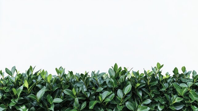 A lush laurel hedge segment with dense glossy foliage standing alone on white