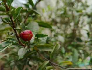 selective image of Pomegranate flower with green blur background, The plant blossoms almost all summer, producing orange-red, wrinkled flowers