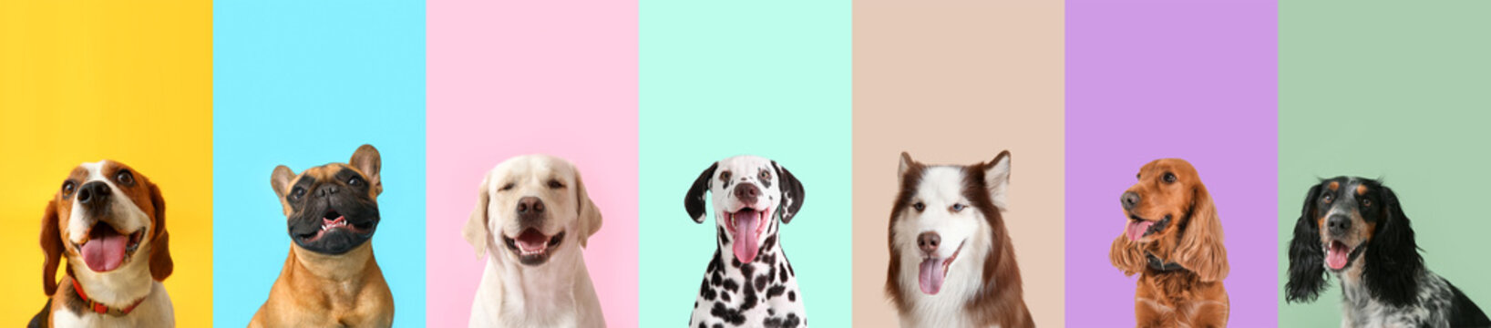 Collage of cute dogs on color background