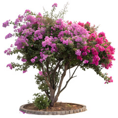 Pink Bougainvillea Bush: Vibrant Flowers, Lush Foliage, Tropical Plant, Garden Decoration, Landscaping Element