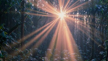 Enchanting dawn in the woods as sunlight filters through misty trees, revealing the enchanting essence of the lush rainforest - Powered by Adobe