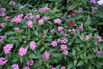 pink flowers in the garden
