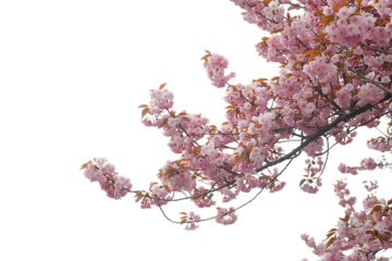 Pink cherry blossom branch isolated on transparent background