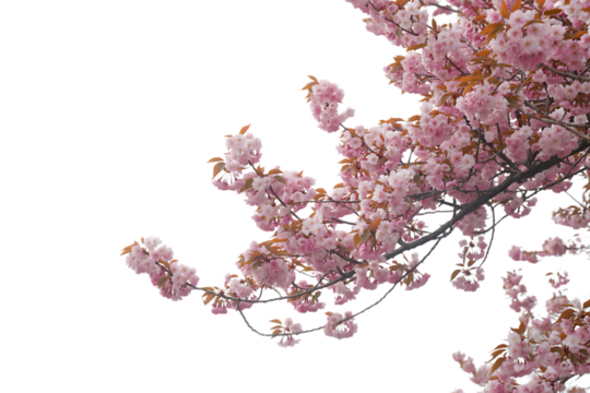 Pink cherry blossom branch isolated on transparent background