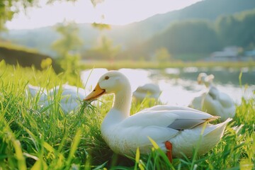 Obraz premium Ducks enjoying summer grass in a serene outdoor setting by the water, Ducks eating grass outdoor in nature in summer