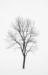 silhouette of a tree