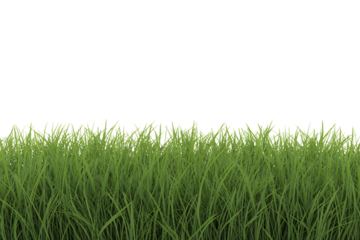 Green grass border isolated on transparent background