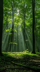 Naklejka premium forest in the morning