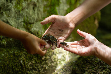 Biologists comparing two frogs in rainforest research