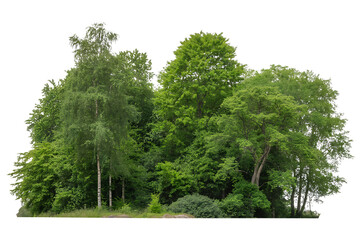Lush green forest trees isolated on transparent background