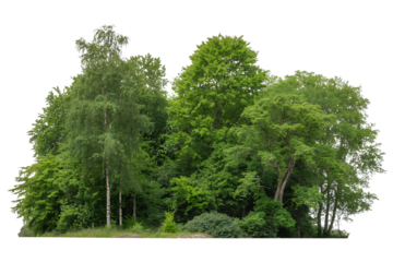 Lush green forest trees isolated on transparent background