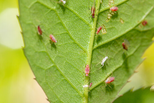 Rose aphids infesting a green leaf: macro close-up of plant pests