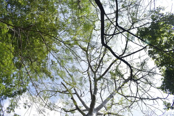 Low angle shot of Crown shyness trees pattern. Tropical Forest. Beautiful green tree.