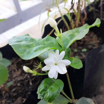 White Jasmine (Jasminum sambac) flowers in the garden