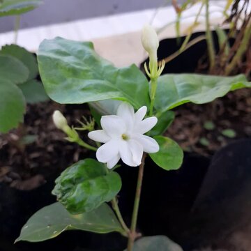 White Jasmine (Jasminum sambac) flowers in the garden
