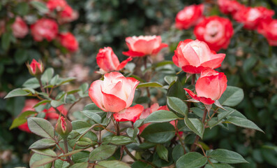 장미 축제장에 핀 이중 색깔의 장미꽃