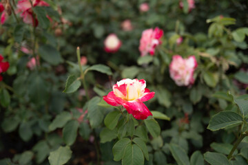 장미 축제장에 핀 이중 색깔의 장미꽃