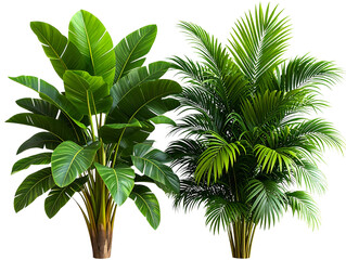 Untitled design - Set of Two Tropical Houseplants, Realistic Style