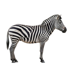 Striped zebra standing profile against black background