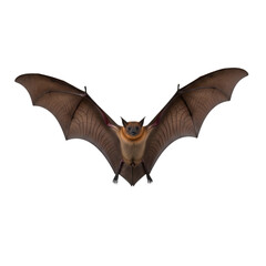 Fototapeta premium Spectacular closeup of a flying fox bat with wings spread