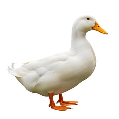 A single white pekin duck isolated on black background