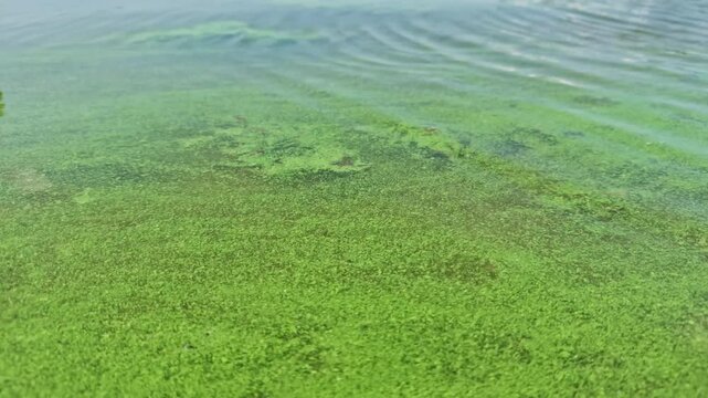 Green Algae Blooming On Water Surface. Environmental Pollution And Ecological Problem