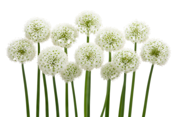 High-resolution PNG cutout of purple Allium flower cluster on transparent background for versatile botanical design overlays, wedding invitations, and spring-themed graphic projects