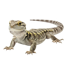 Obraz premium Closeup of a stunning argentinian black and white tegu lizard