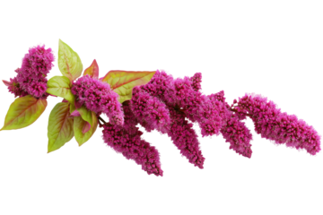 Ultra-high-resolution amaranth flower cluster PNG on pristine transparent background for seamless botanical cutouts and vibrant design overlays