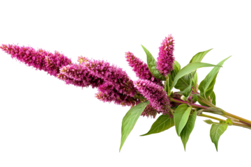 Ultra-high-resolution amaranth flower cluster PNG on pristine transparent background for seamless botanical cutouts and vibrant design overlays