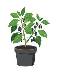 Healthy Black Chili Pepper Plant