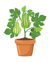 Marrow Vegetable Plant in Pot
