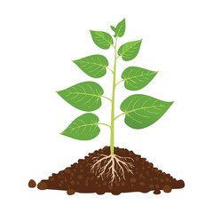 Young Green Plant Growing from Soil