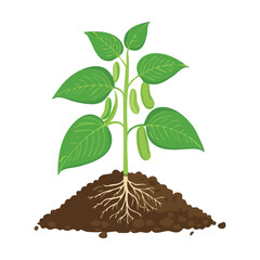 Bean Plant Growing from Soil