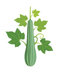 Long Gourd Plant with Fruit in Pot