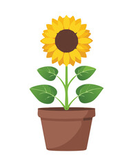 Obraz premium Radiant Yellow Potted Sunflower Plant