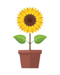 Obraz premium Sunflower in Terracotta Pot